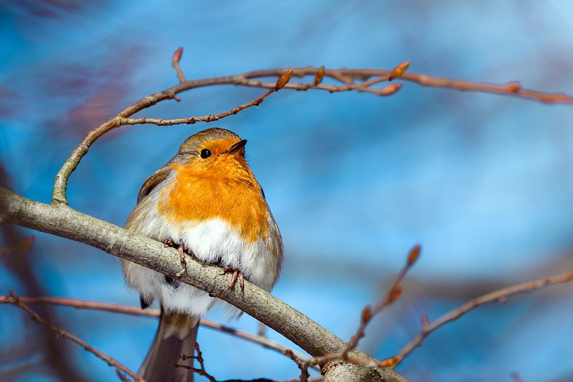 Robins by Kurt Krause