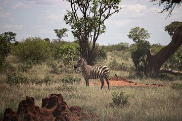 Zebra in de savanne, landschapsopname van Fotos by Jan Wehnert
