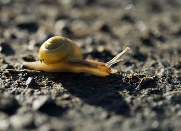 Slak by Marjo van Balen