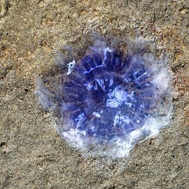 Blue nettle jellyfish on the North Sea beach by Peter Eckert