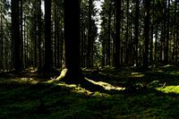 bomen met schaduw