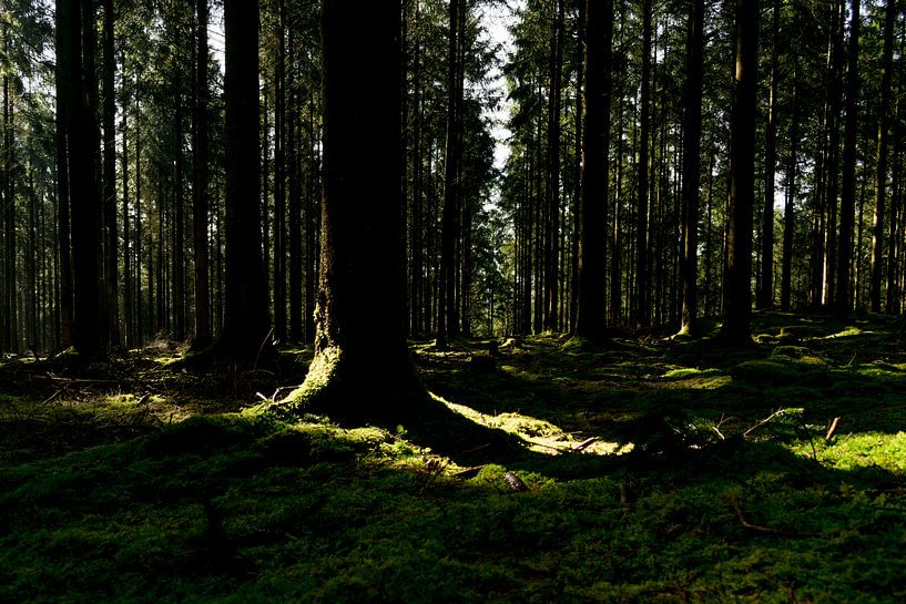 bomen met schaduw von Ivanovic Arndts