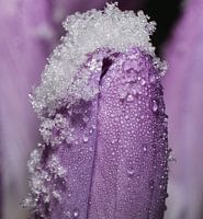 Crocus covered with ice