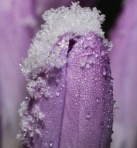 Krokus mit Eiskristallen von Jef Folkerts