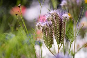 Phacelia tanacetifolia in der Blumenwiese