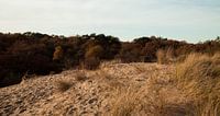 Meijendel | die Landschaft