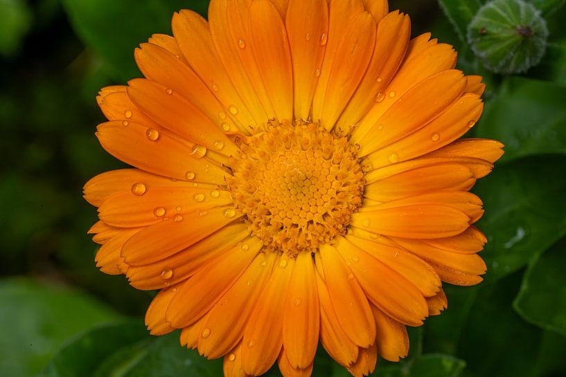 Bright gold of the marigold in the rain by WSPictures