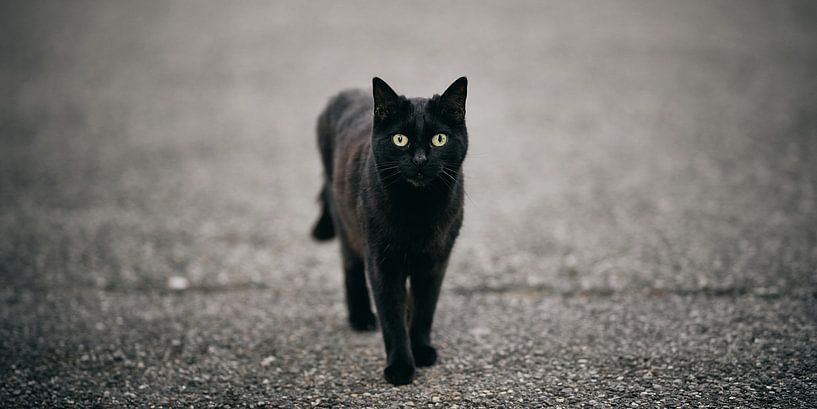 black cat by MijuKasi