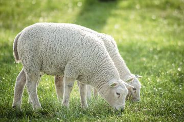 Lammetjes van Kim van Dijk