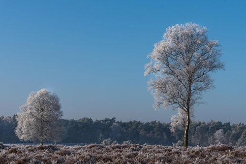 Winterlandschap op de Veluwe