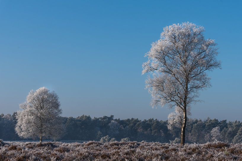 Winterlandschap op de Veluwe van Cilia Brandts