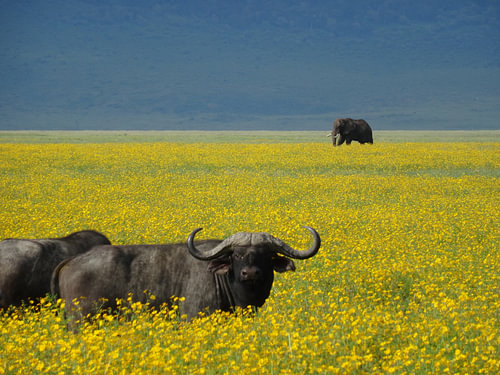 Tanzania safari