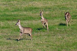 Deer on the run by Karin Jähne