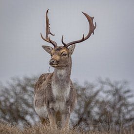 Damhirsch Winter Amsterdam Wasserversorgung Dünen von Mischa Corsius