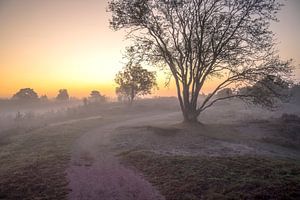 Sonnenaufgang über einer Heidelandschaft