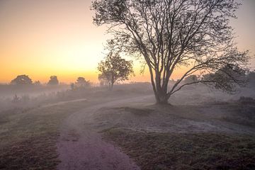 Lever de soleil sur un paysage de bruyère