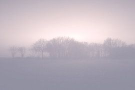 Brume blanche