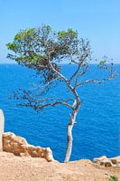 Baum an einer Steilküste auf Mallorca
