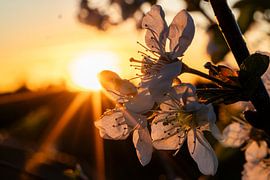 Golden Blossom Magic by Lichtlaub Photography | Toni Seyfert