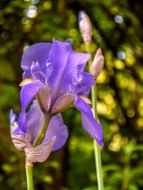 Orris root