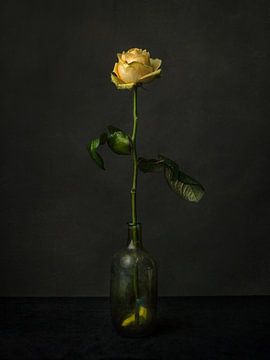 yellow rose by Studio Waterland