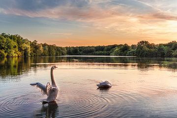 The swan on the lake by Marc-Sven Kirsch
