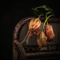 French tulip 2