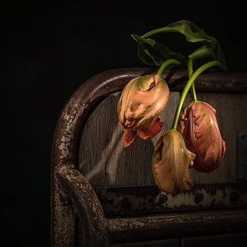 French tulip 2 van Hille Monster