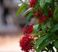 Hummingbird covering its beak while eating