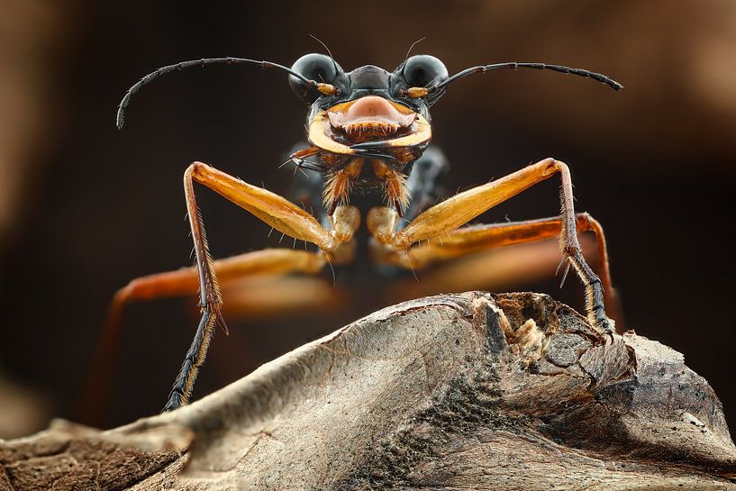 Tigerbeetle.... by Arno van Zon photography