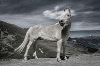 Cheval Haflinger dans les montagnes autrichiennes