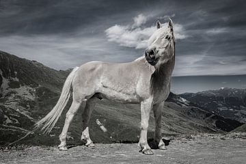 Haflinger paard in de Oostenrijkse bergen van Harald lakerveld