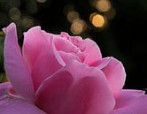 Rose van Alex Davidse thumbnail