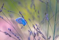 Un papillon dans l'herbe