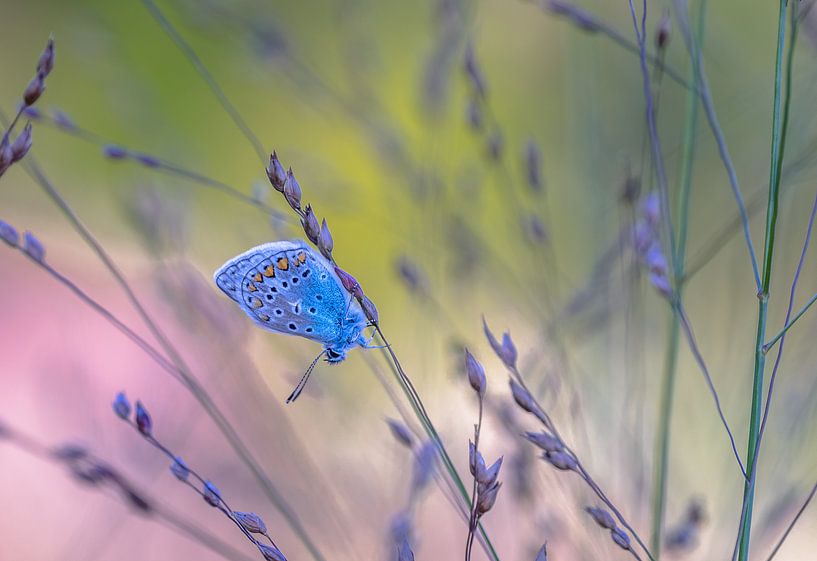 Un papillon dans l'herbe par René van Leeuwen