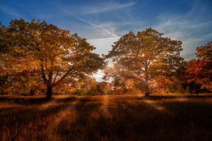 Forêt d'automne sur Pixel4ormer