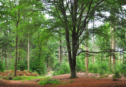 Beech on the Hoge Veluwe by Corinne Welp