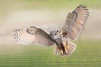Uhu im Flug