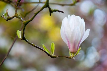 Beverboom (Magnolia soulangeana)