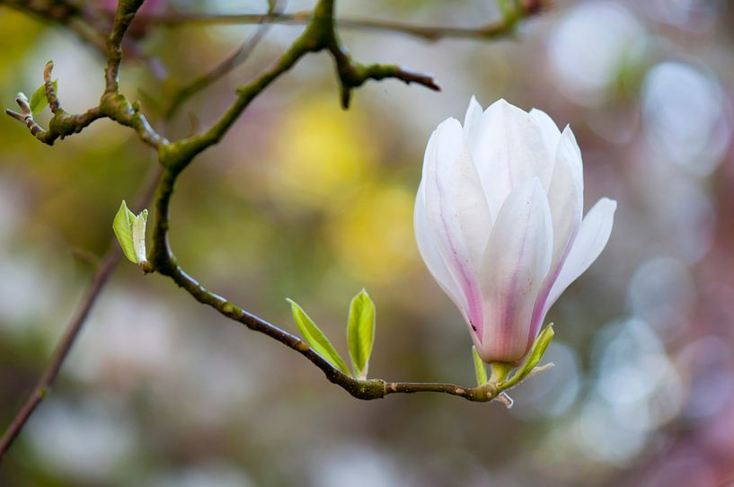 Magnolia soulangeana by Tamara Witjes