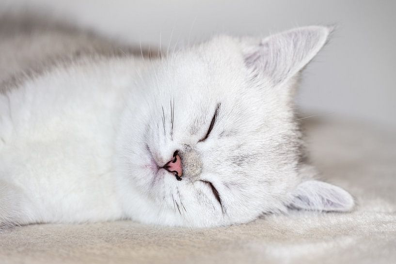 Close up head of young white kitten that sleeps by Ben Schonewille