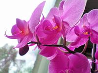 Paarse orchidee