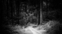 Fairy tale forest #1 by Lex Schulte thumbnail