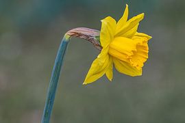 Daffodil blossom by Photoart-Naegele