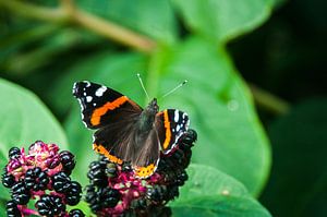 Atalanta Vlinder (Vanessa atalanta) sur Dennis Timmer