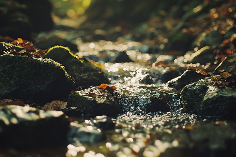 Stream between mossy stones by Imperial Art House
