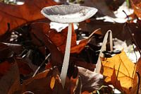 Pilz im Herbst