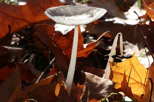 Pilz im Herbst