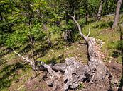 Dépérissement forestier dans le Harz dû aux dommages causés par les tempêtes et les ravageurs par Animaflora PicsStock Aperçu