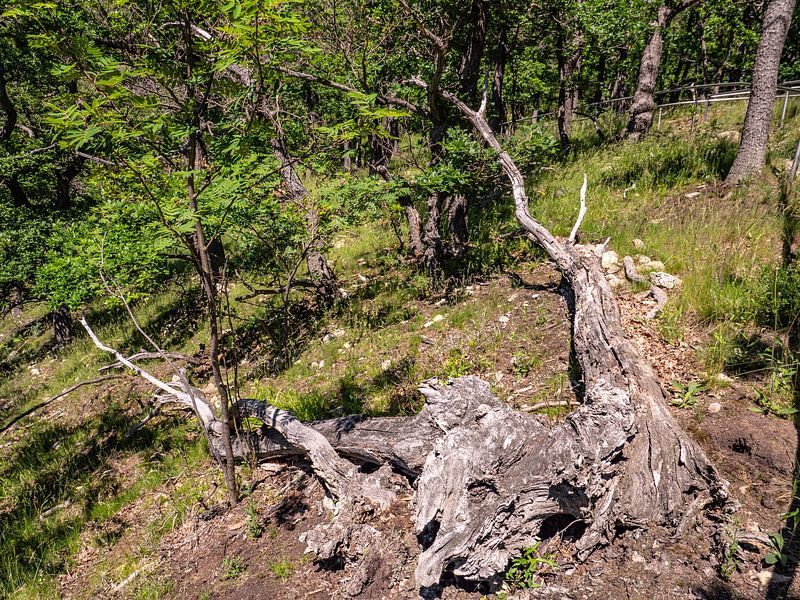 Dépérissement forestier dans le Harz dû aux dommages causés par les tempêtes et les ravageurs par Animaflora PicsStock